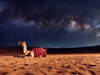 Authentic Arabian camel under mesmerizing night sky - Dubai overnight desert safari with stargazing and traditional camping experience UAE