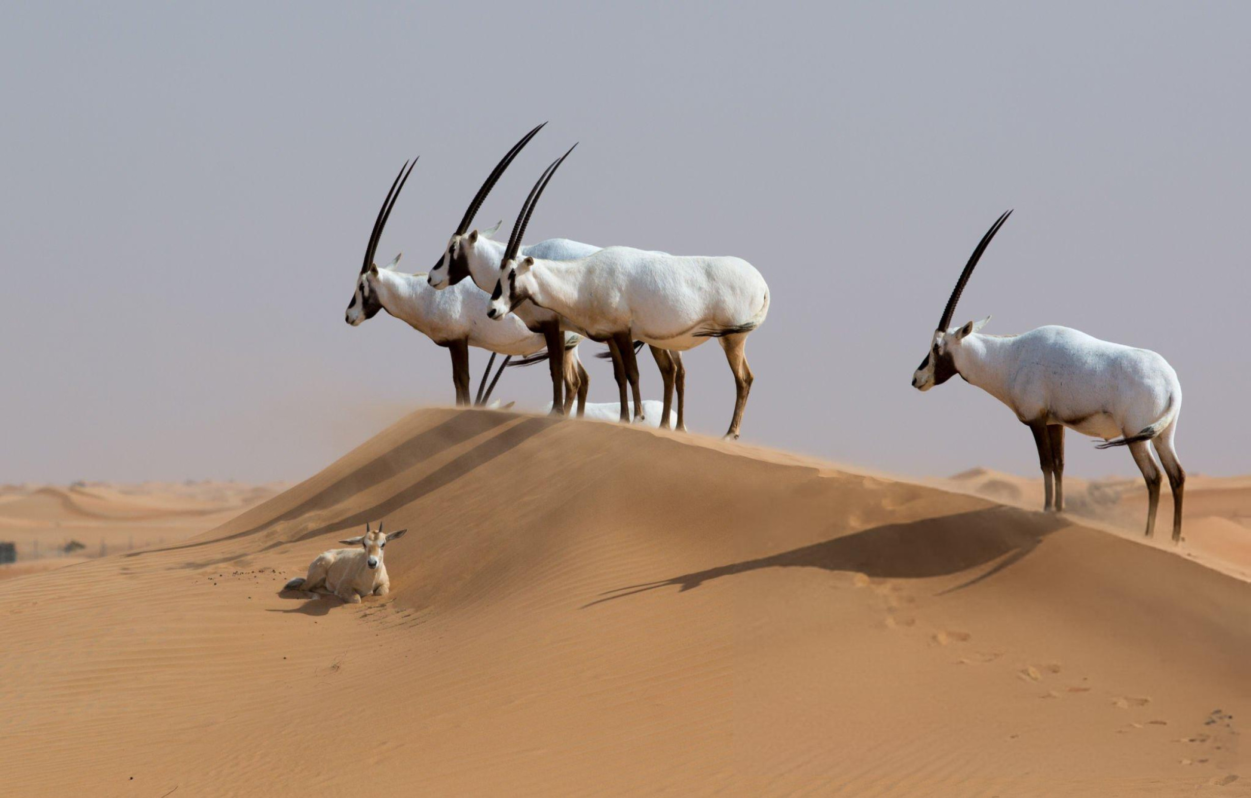 Dubai Desert Conservation Reserve